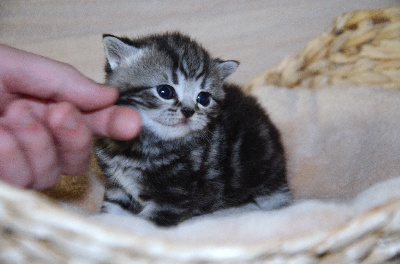 Best Cat Ever - British Shorthair et Longhair - Portée née le 20/03/2024