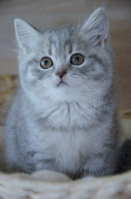 Best Cat Ever - British Shorthair et Longhair - Portée née le 30/01/2024