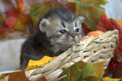 Best Cat Ever - Chaton disponible  - British Shorthair et Longhair