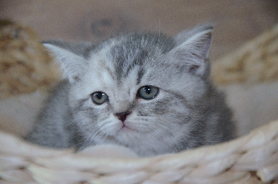 Best Cat Ever - British Shorthair et Longhair - Portée née le 04/02/2024