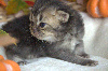 British Shorthair et Longhair