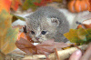 British Shorthair et Longhair