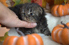British Shorthair et Longhair