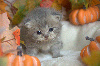British Shorthair et Longhair