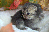 British Shorthair et Longhair