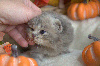 British Shorthair et Longhair