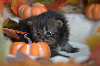 British Shorthair et Longhair