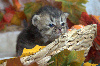 British Shorthair et Longhair