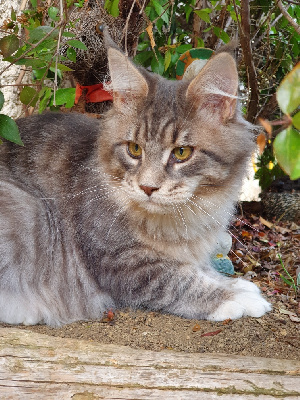 Passion Sauvage - Chaton disponible  - Maine Coon
