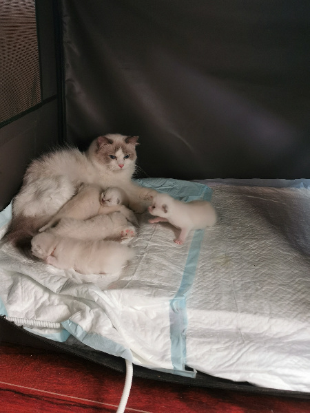 chaton Ragdoll Du Pont Du Secret