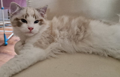 Du Pont Du Secret - Chaton disponible  - Ragdoll