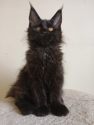 Of Snow Fairies - Chaton disponible  - Maine Coon