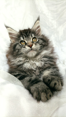 Of Snow Fairies - Chaton disponible  - Maine Coon