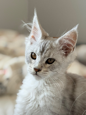 BIJOU - Maine Coon