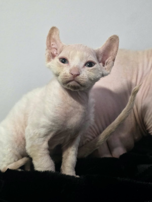 Sphynx - du Royaume de Zo�