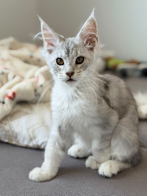 BIJOU - Maine Coon
