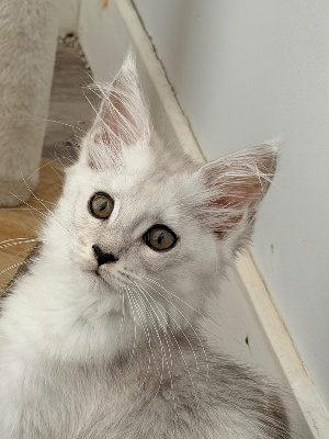 BONITA - Maine Coon