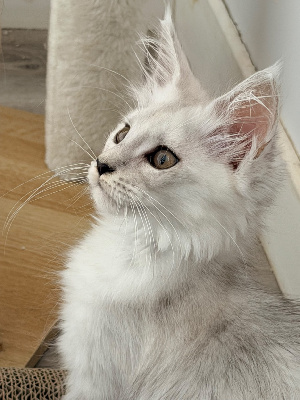 BONITA - Maine Coon