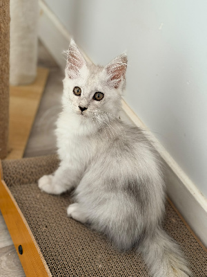BONITA - Maine Coon