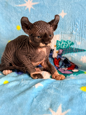 B COMME JE SUIS CHARMAND - Sphynx