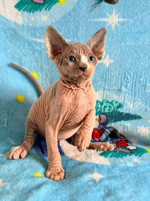 CHEVA - Sphynx