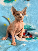 Sphynx
