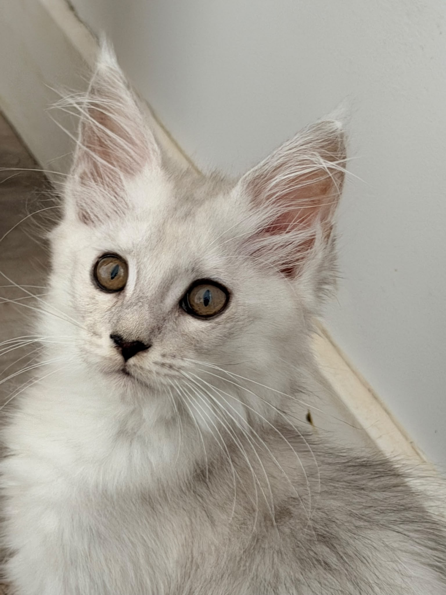 BONITA