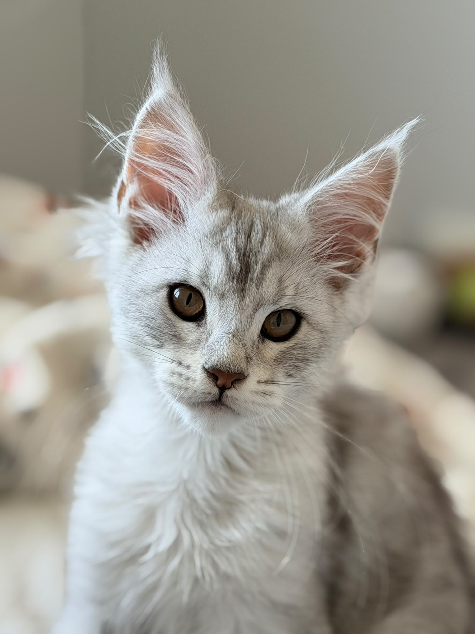 BIJOU - 