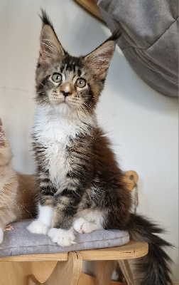 And Popsi Dust - Chaton disponible  - Maine Coon