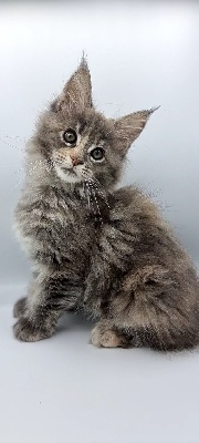 And Popsi Dust - Chaton disponible  - Maine Coon