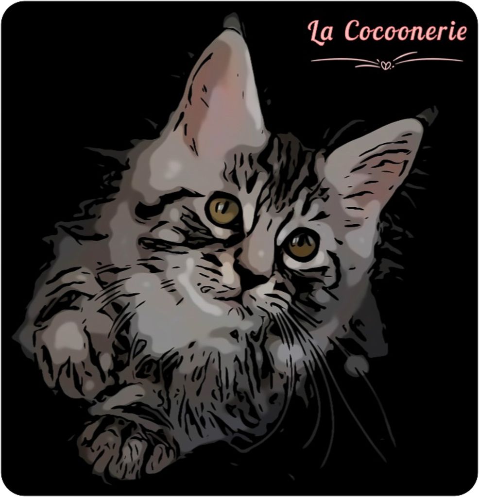 De La Cocoonerie - NEWS - FACEBOOK / INSTAGRAM