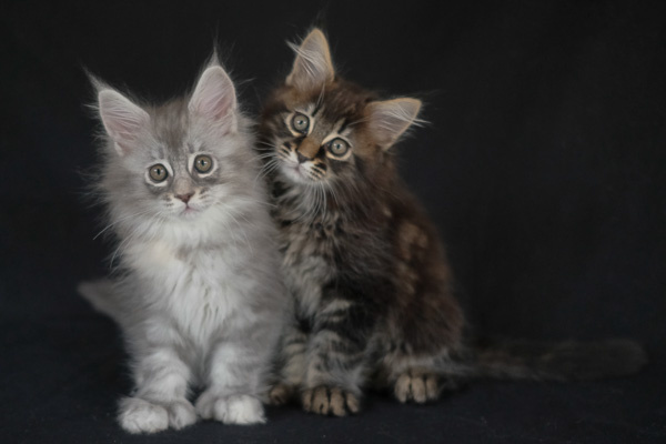 chaton Maine Coon De La Cocoonerie