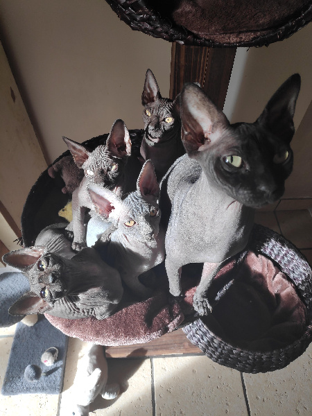 chaton Sphynx Des Hotsteppers