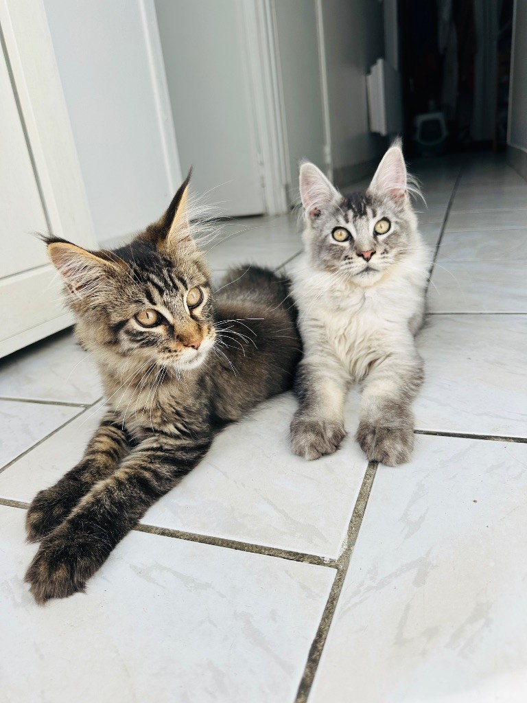 Du Caplanne - Chatons mâles maines coon 4 mois dispos 