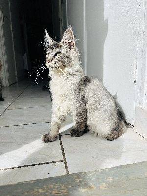 Du Caplanne - Chaton disponible  - Maine Coon