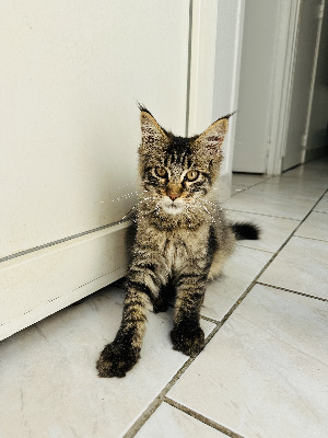 Du Caplanne - Chaton disponible  - Maine Coon