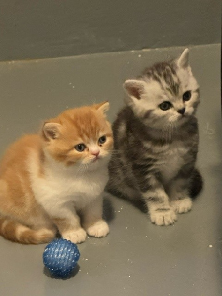 chaton British Shorthair et Longhair Wondermiao