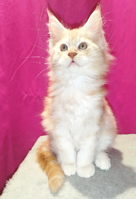 Everybody's Got - Chaton disponible  - Maine Coon