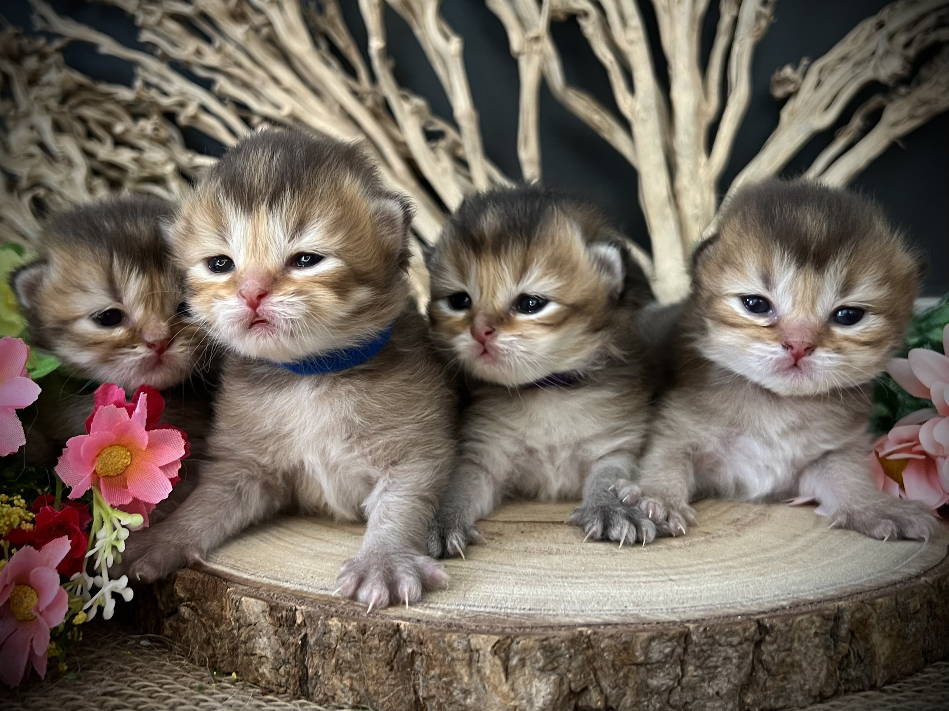 chaton British Shorthair et Longhair Des British Cocoon