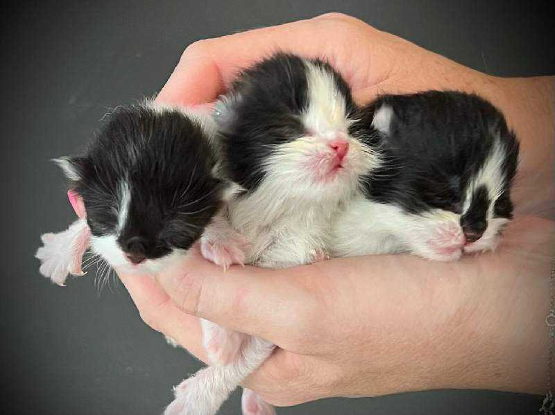 chaton British Shorthair et Longhair Des British Cocoon