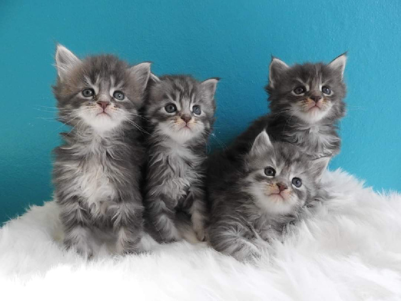 Des Trois Rêves - Maine Coon - Portée née le 11/04/2022