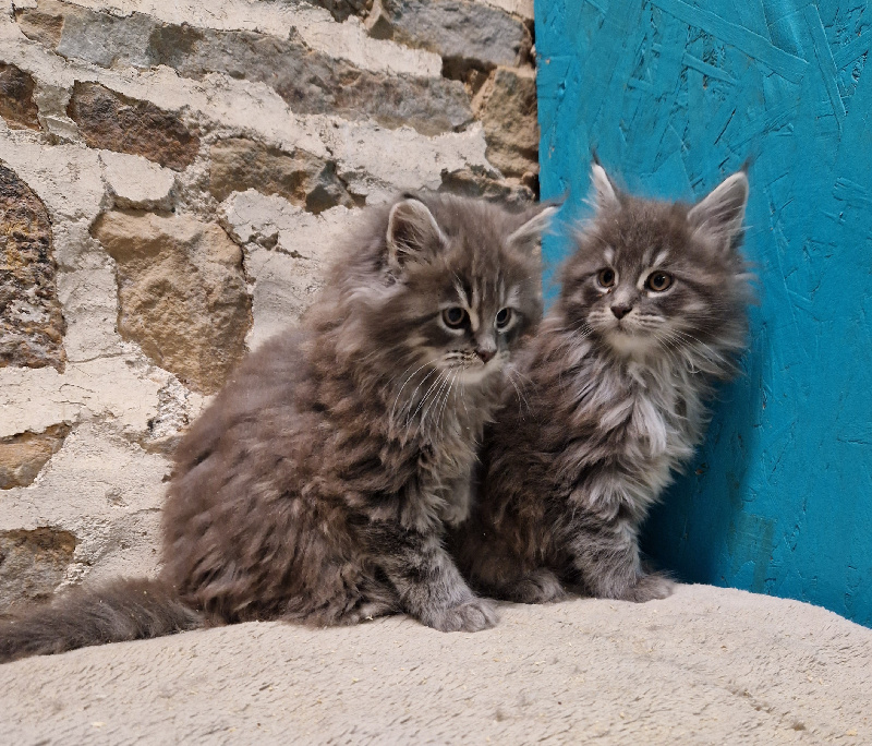 chaton Maine Coon Des Trois Rêves