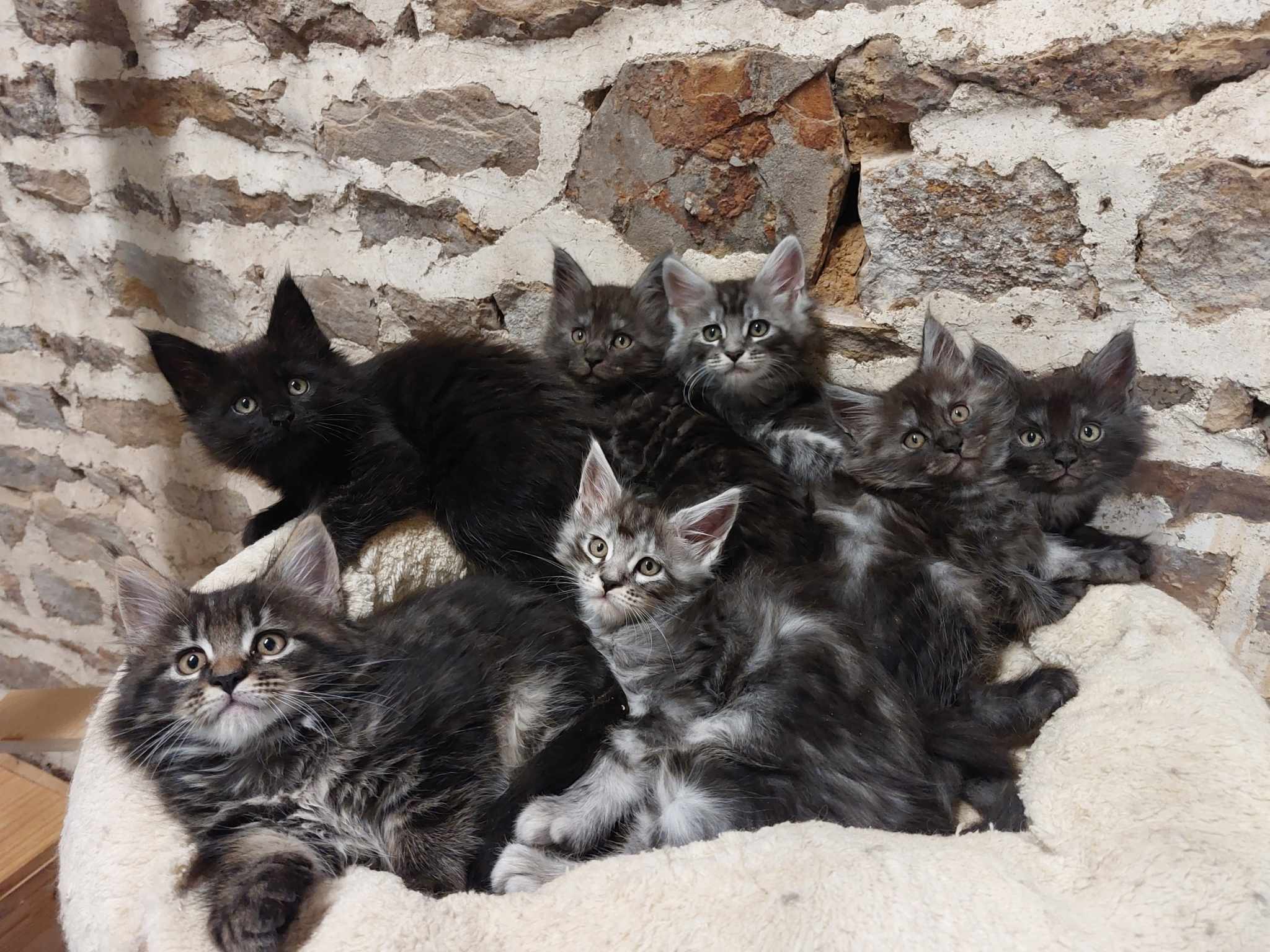 chaton Maine Coon Des Trois Rêves