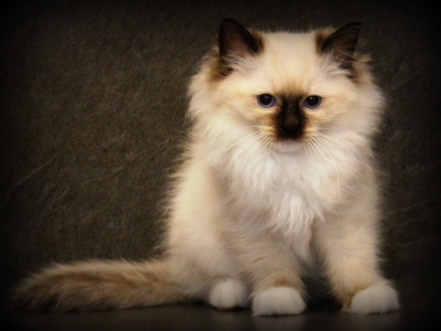Du Cercle Bastet - Ragdoll - Portée née le 10/02/2025
