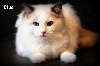 Ragdoll