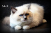 Ragdoll