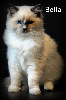 Ragdoll