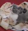 De La Miko - Portée de 4 bébés british shorthair bicolores du 26 février