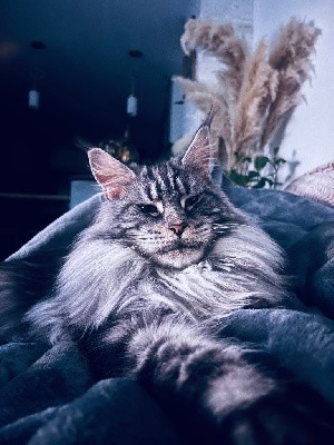 Shiva dharmakaya des coon’s holidays