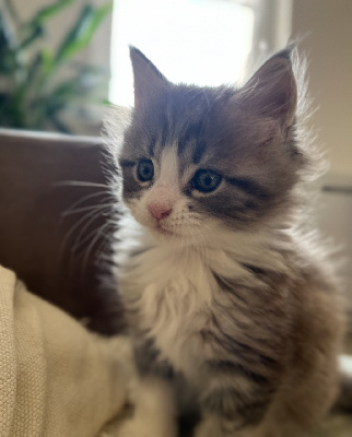 Dharma Coon's - Chaton disponible  - Maine Coon